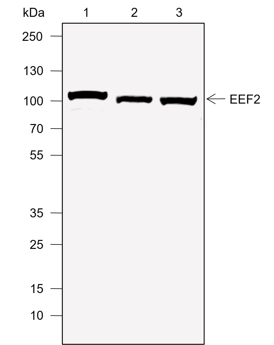Anti-eEF2 Mouse mAb