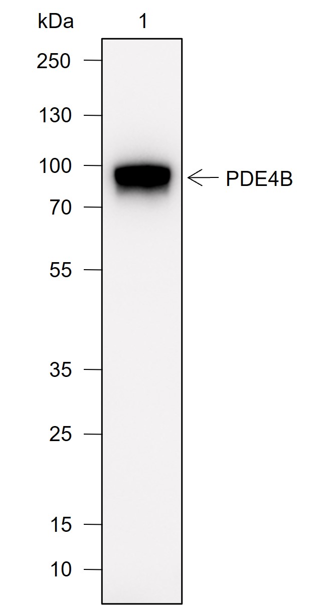Anti-PDE4B Rabbit mAb