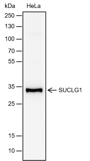 Anti-SUCLG1 Rabbit mAb