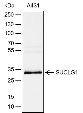 Anti-SUCLG1 Rabbit mAb