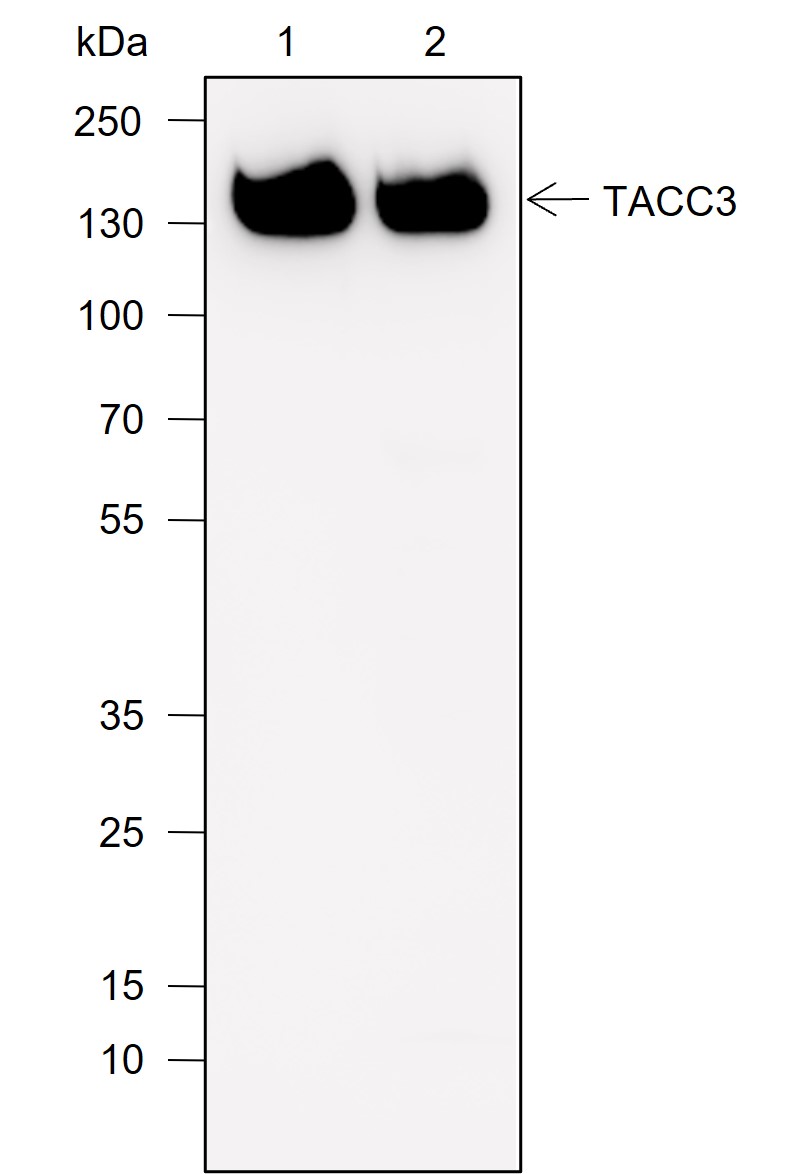 Anti-TACC3 Rabbit mAb