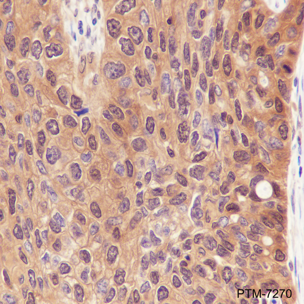 Anti-UBXN1 Rabbit mAb