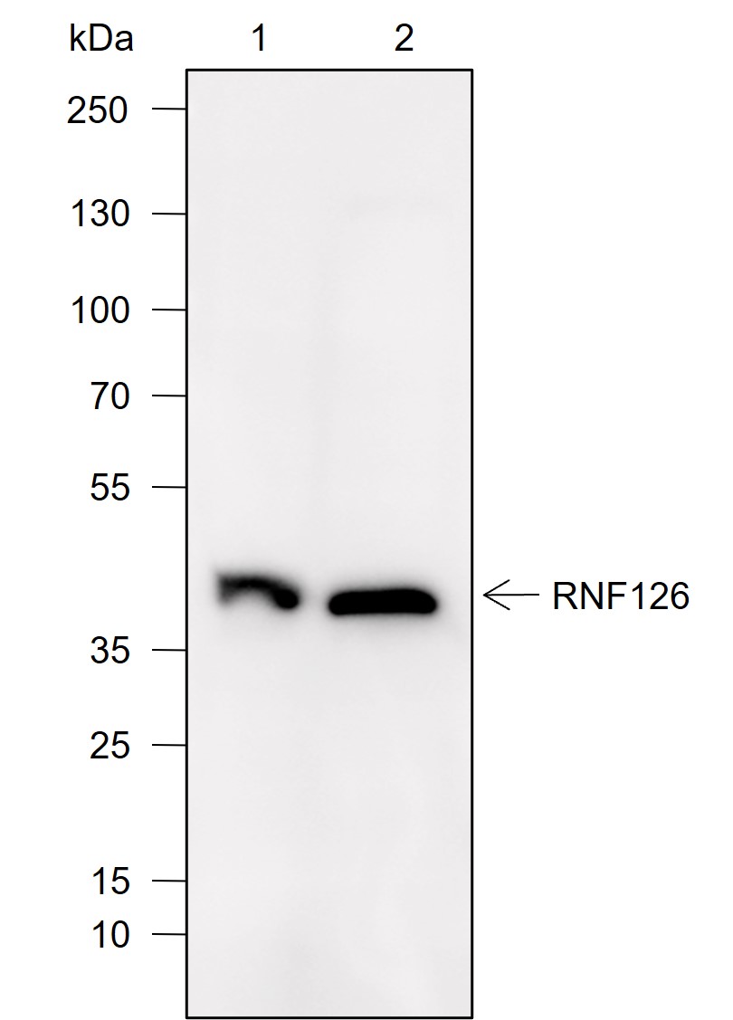 Anti-RNF126 Mouse mAb