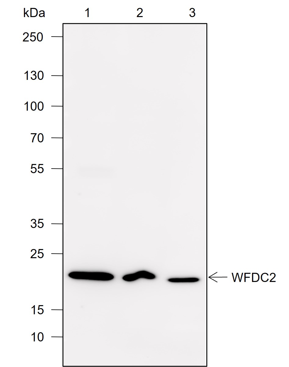 Anti-WFDC2 Rabbit mAb