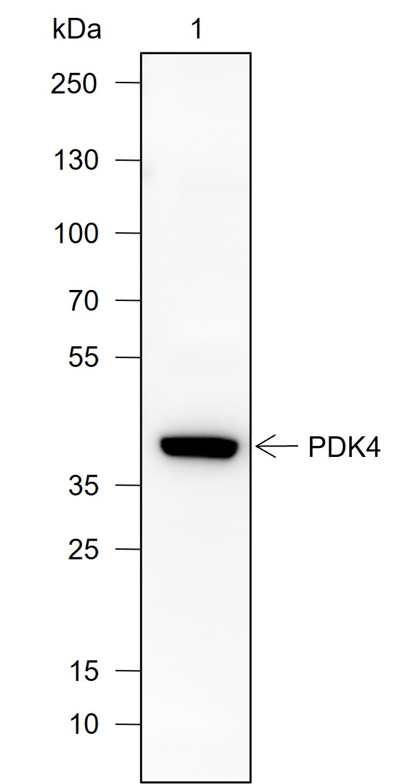 Anti-PDK4 Rabbit mAb