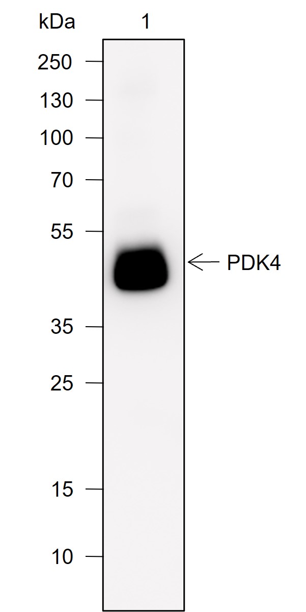 Anti-PDK4 Rabbit mAb