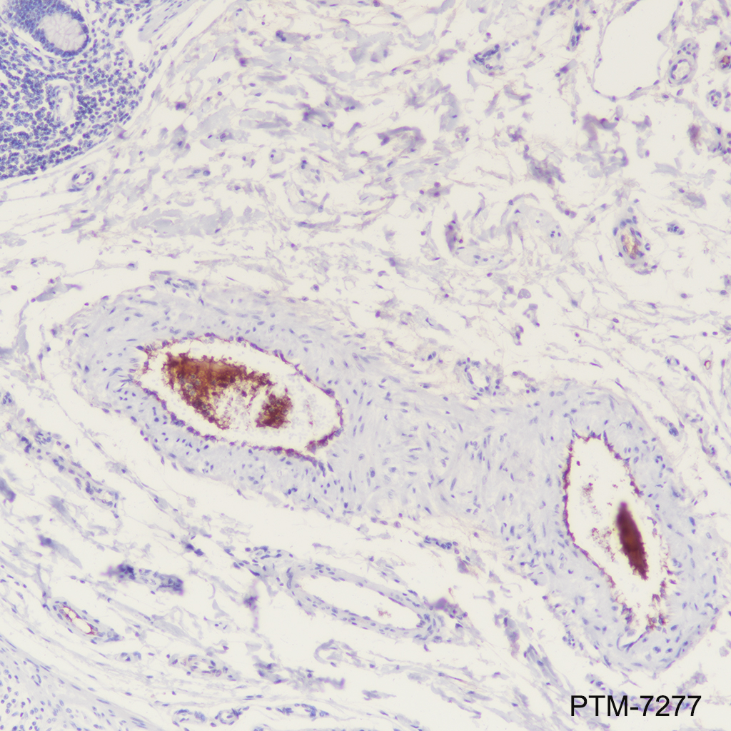 Anti-C5 Rabbit mAb