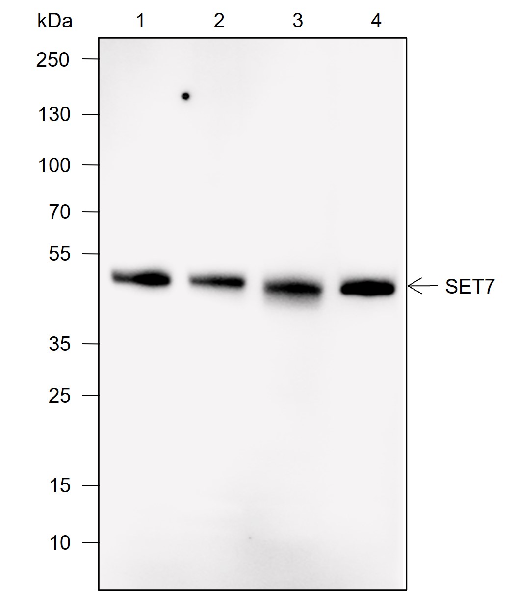 Anti-SETD7 Rabbit mAb