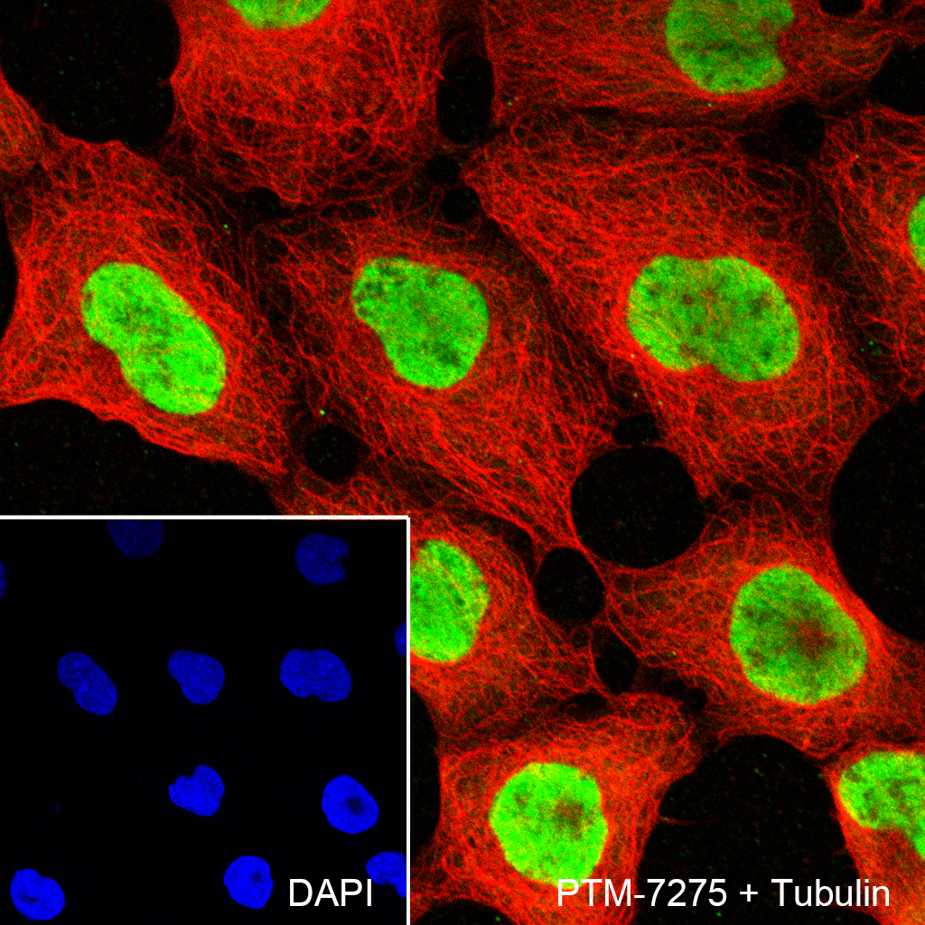 Anti-CIRBP Rabbit mAb