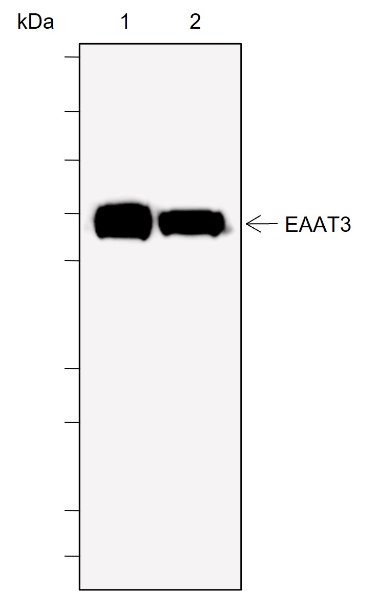 Anti-EAAT3 Rabbit mAb