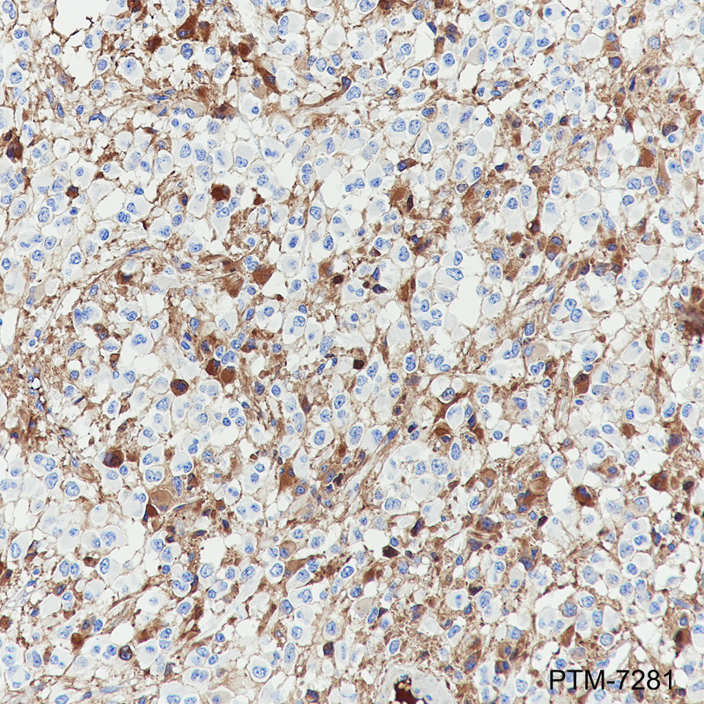 Anti-EAAT3 Rabbit mAb
