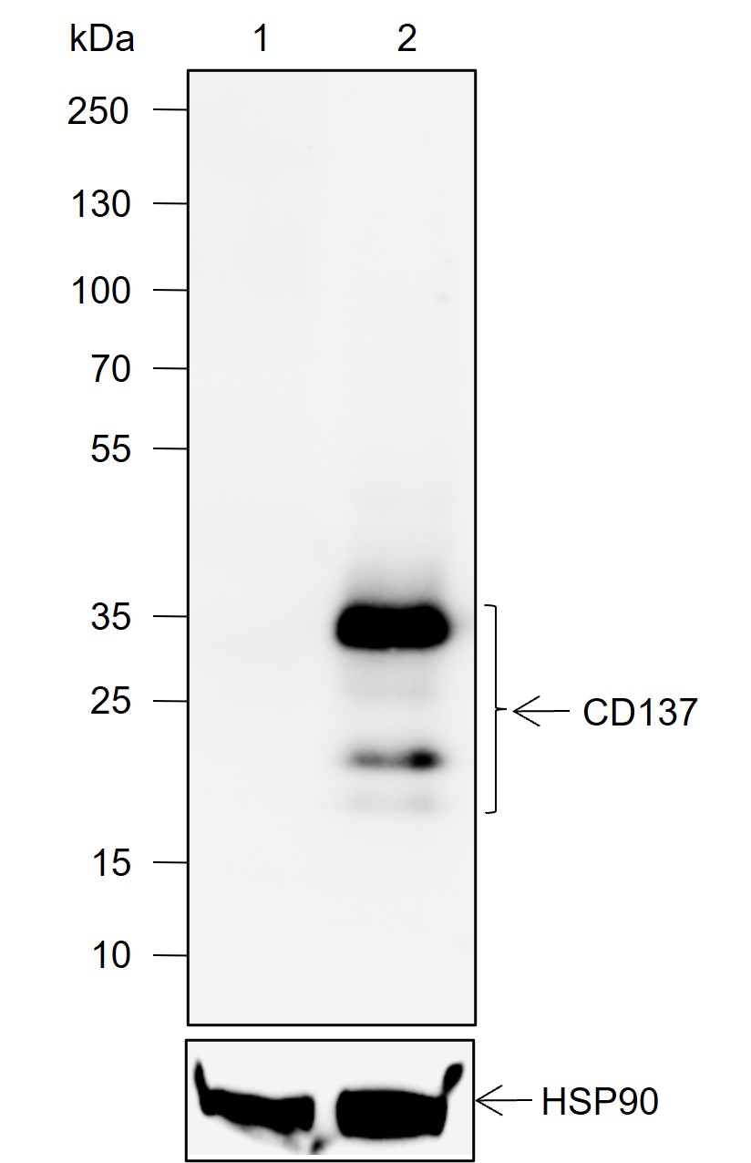 Anti-CD137 Rabbit mAb