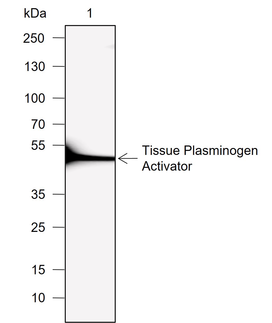 Anti-Tissue Plasminogen Activator Rabbit mAb