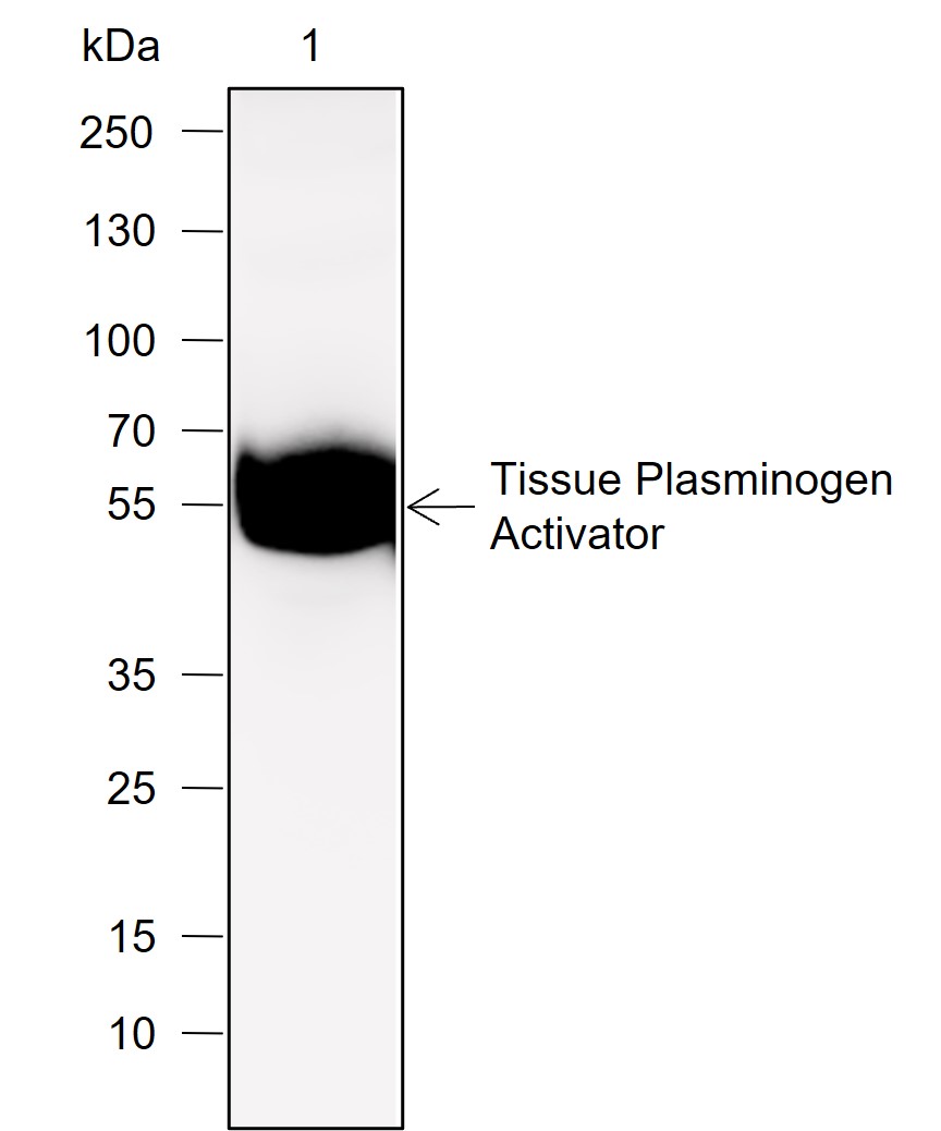 Anti-Tissue Plasminogen Activator Rabbit mAb