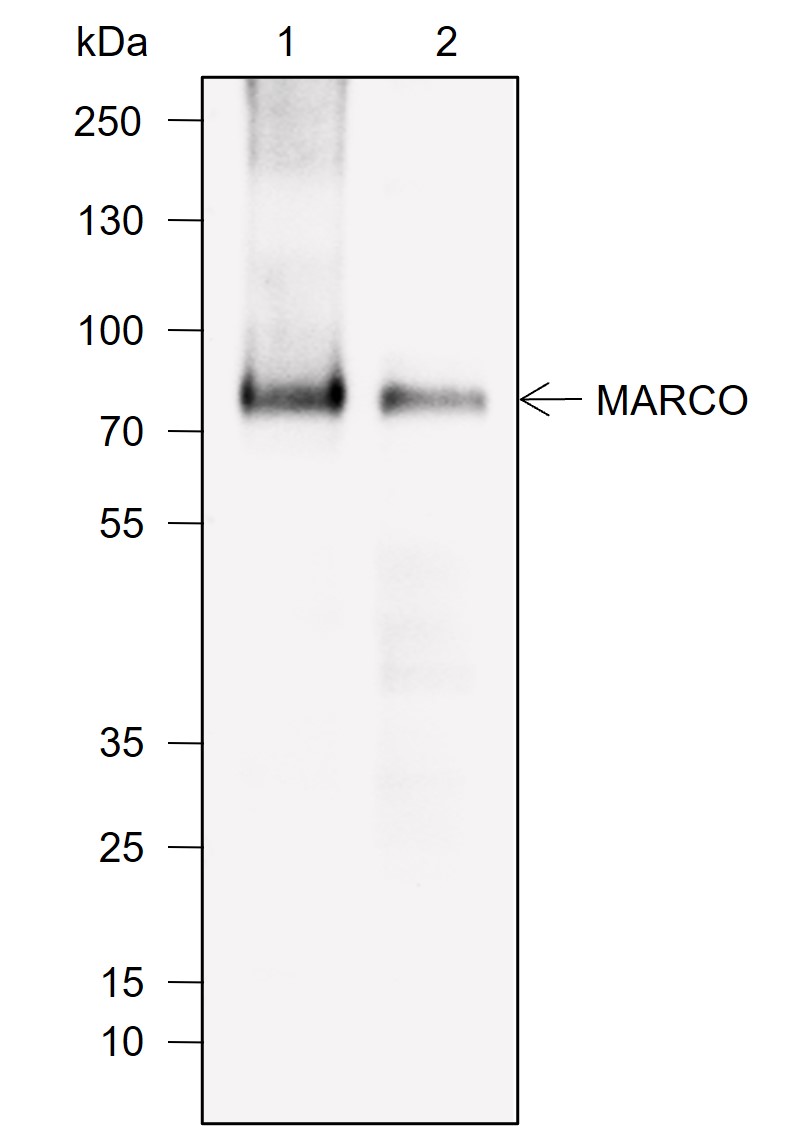 Anti-MARCO Rabbit mAb
