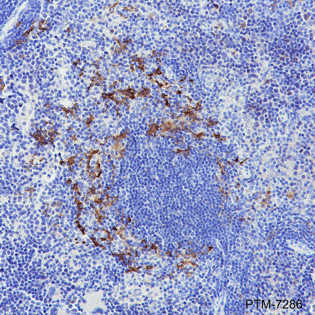 Anti-MARCO Rabbit mAb