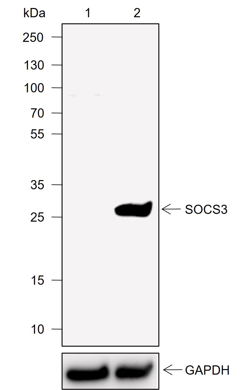 Anti-SOCS3 Rabbit mAb
