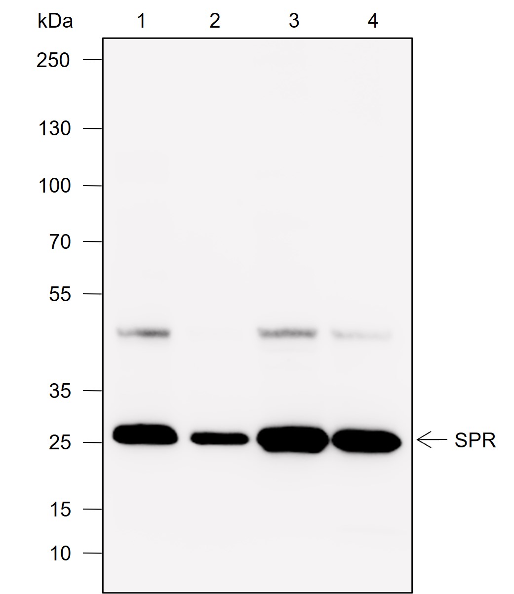 Anti-SPR Rabbit mAb