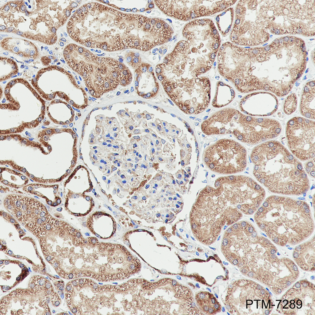 Anti-SPR Rabbit mAb