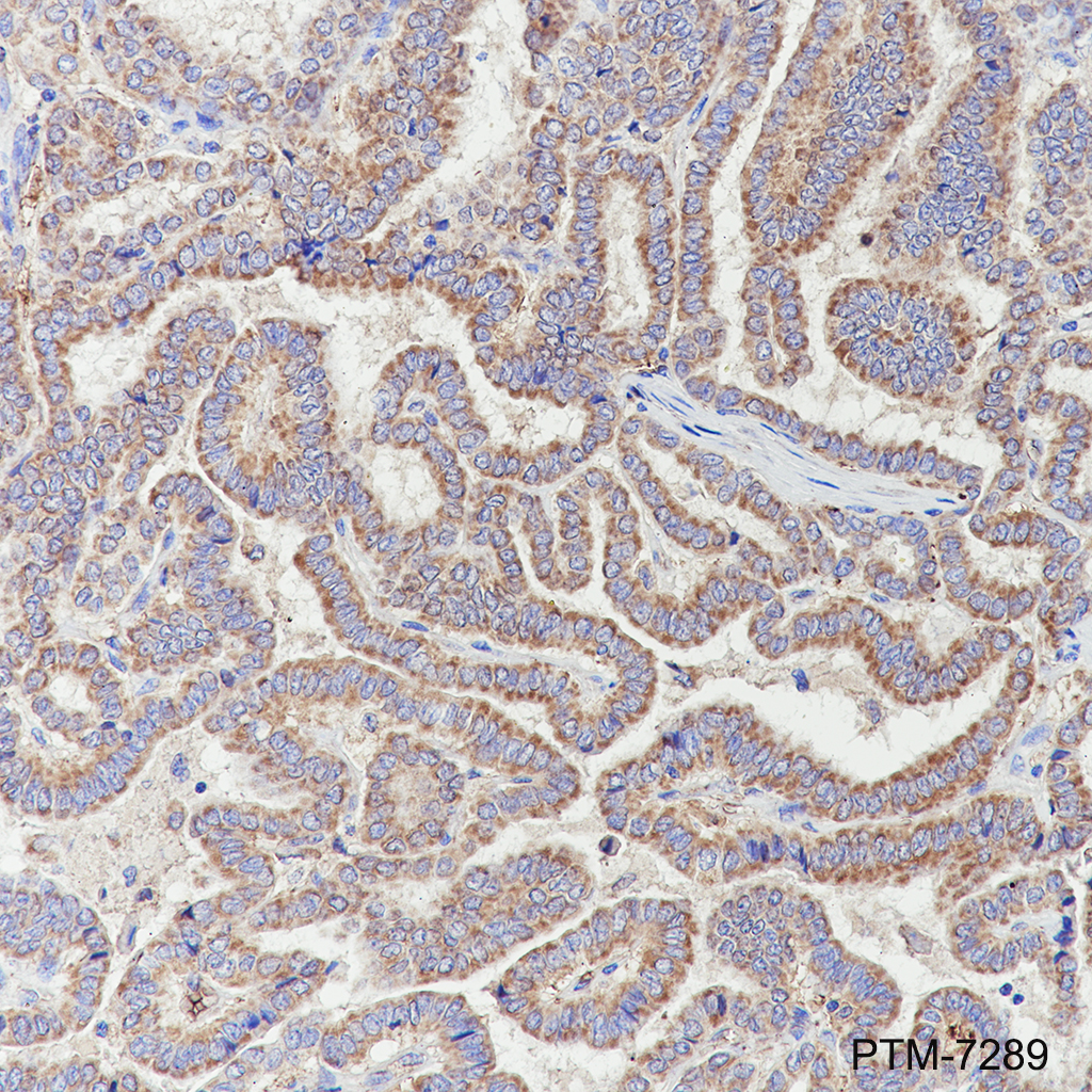 Anti-SPR Rabbit mAb