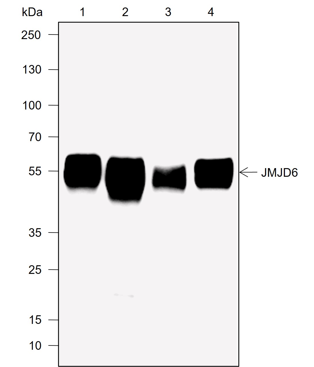 Anti-JMJD6 Mouse mAb