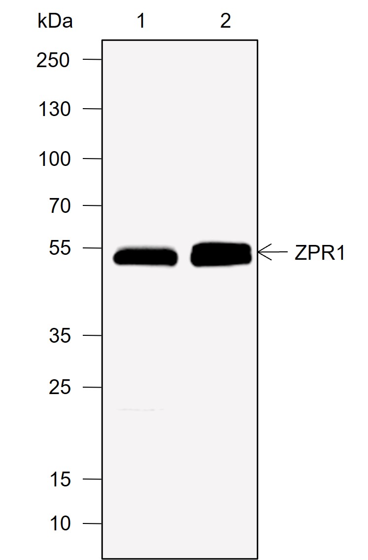 Anti-ZPR1 Rabbit mAb