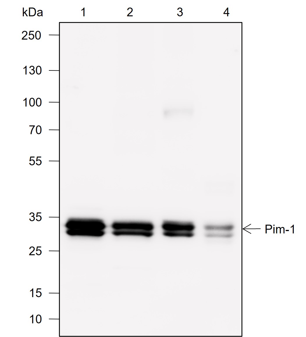 Anti-Pim-1 Rabbit mAb
