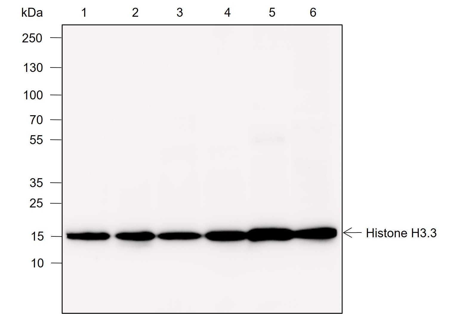 Anti-Histone H3.3 Rabbit mAb