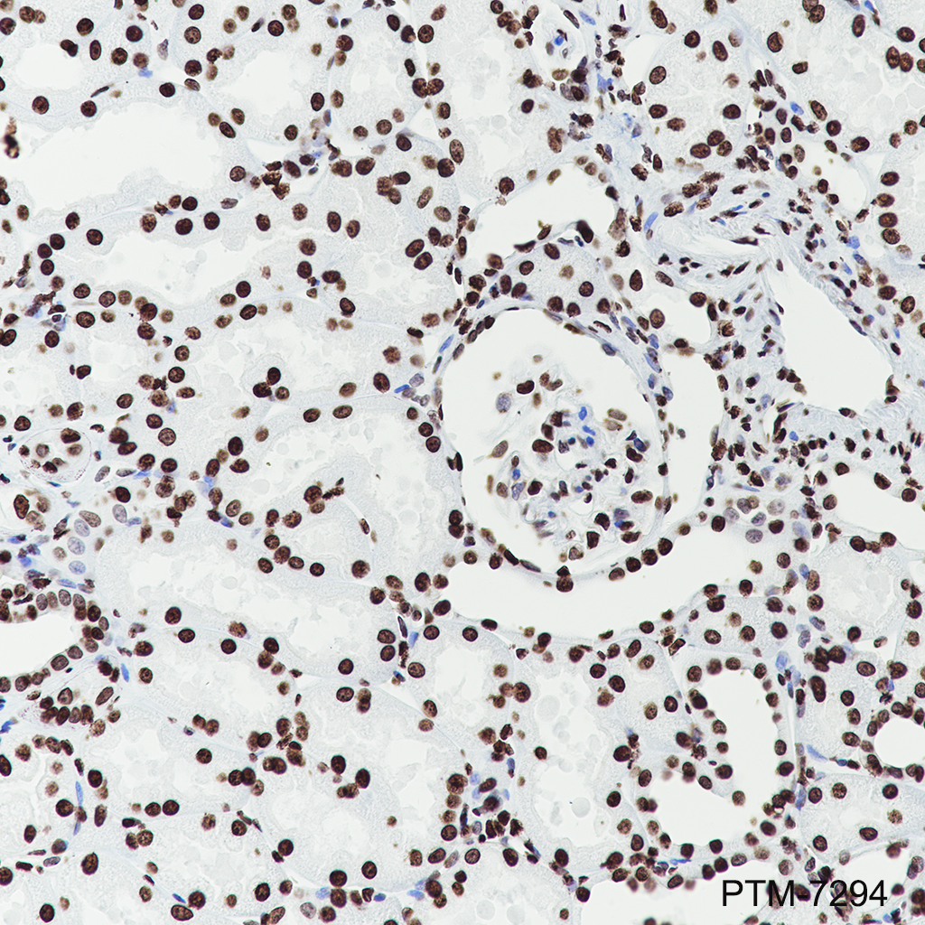 Anti-Histone H3.3 Rabbit mAb