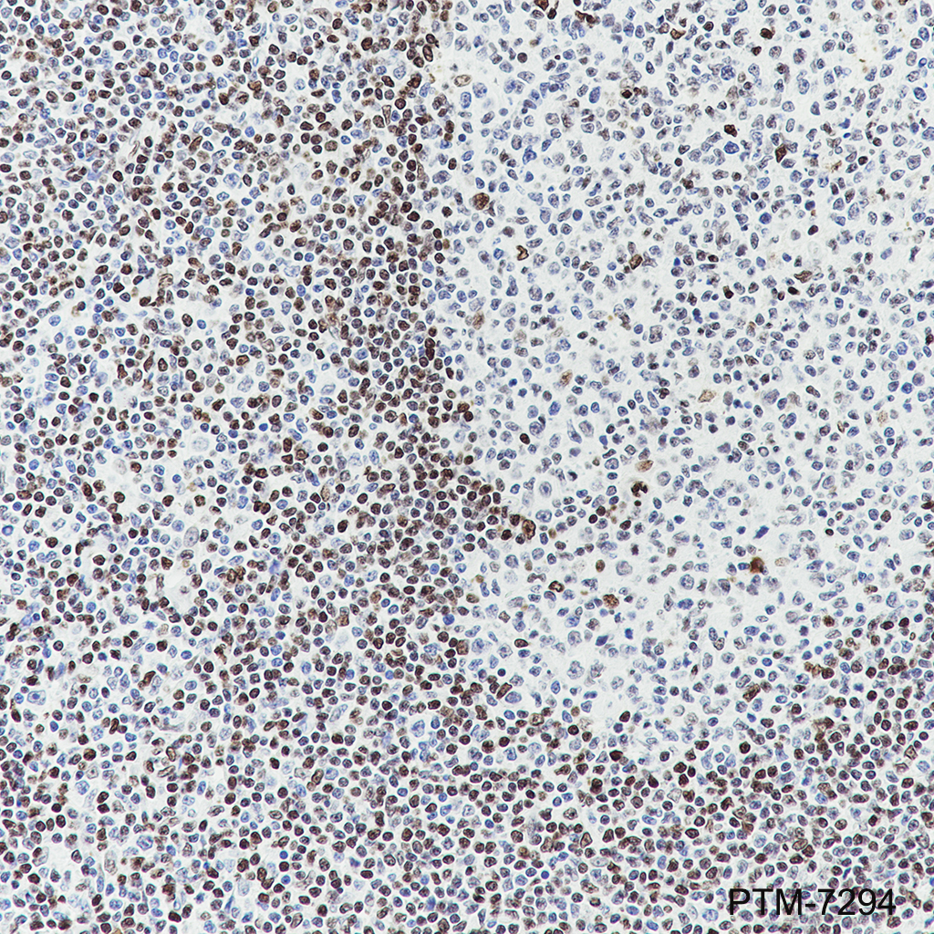Anti-Histone H3.3 Rabbit mAb