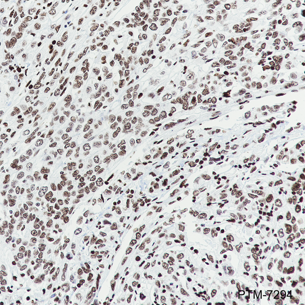 Anti-Histone H3.3 Rabbit mAb