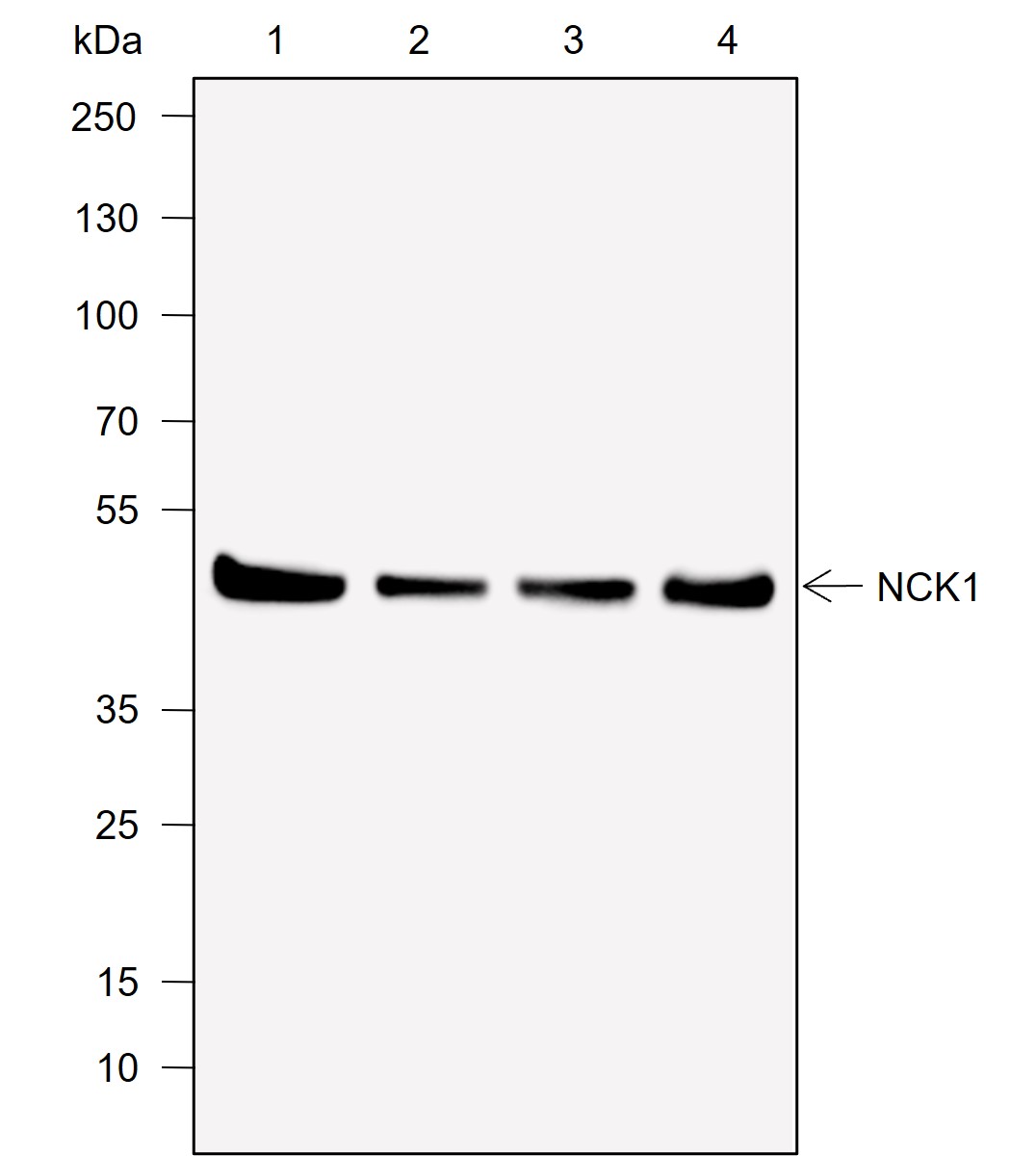 Anti-NCK1 Rabbit mAb