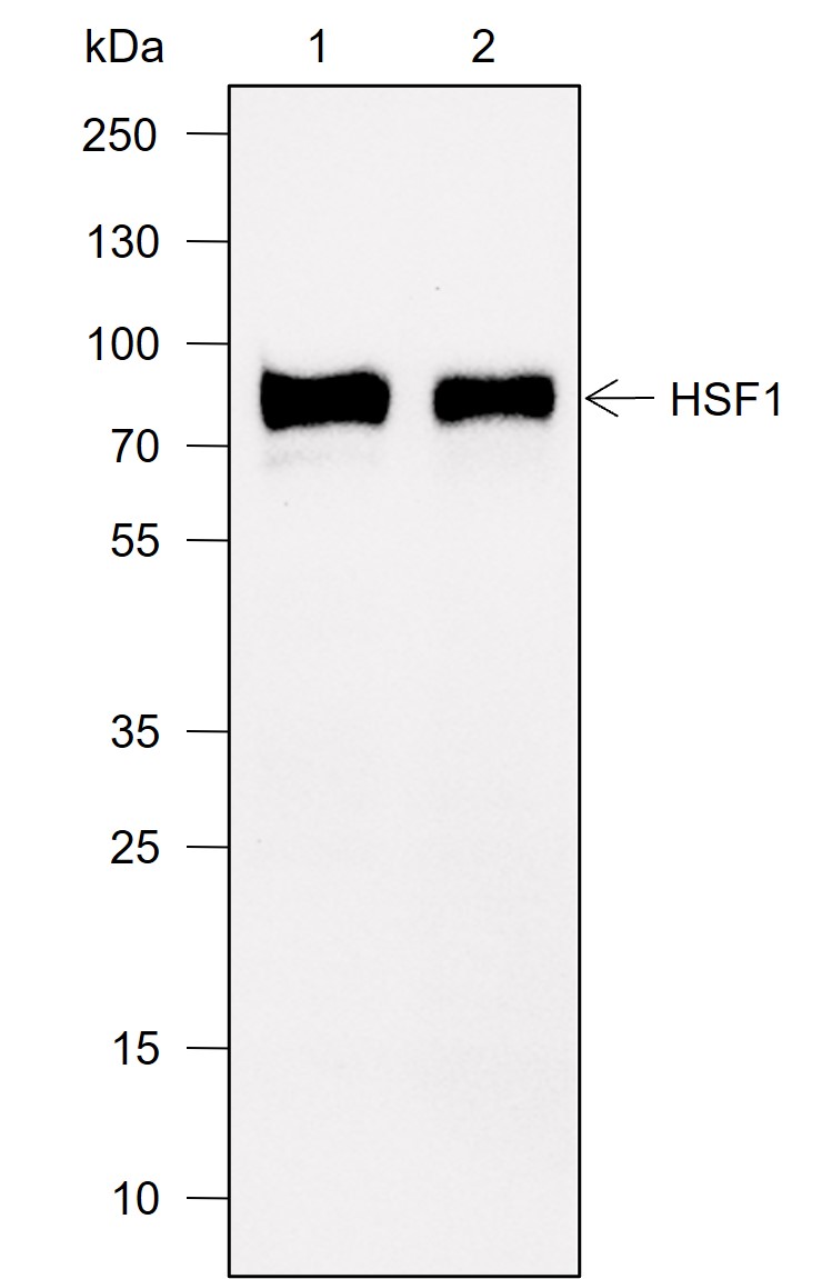 Anti-HSF1 Mouse mAb