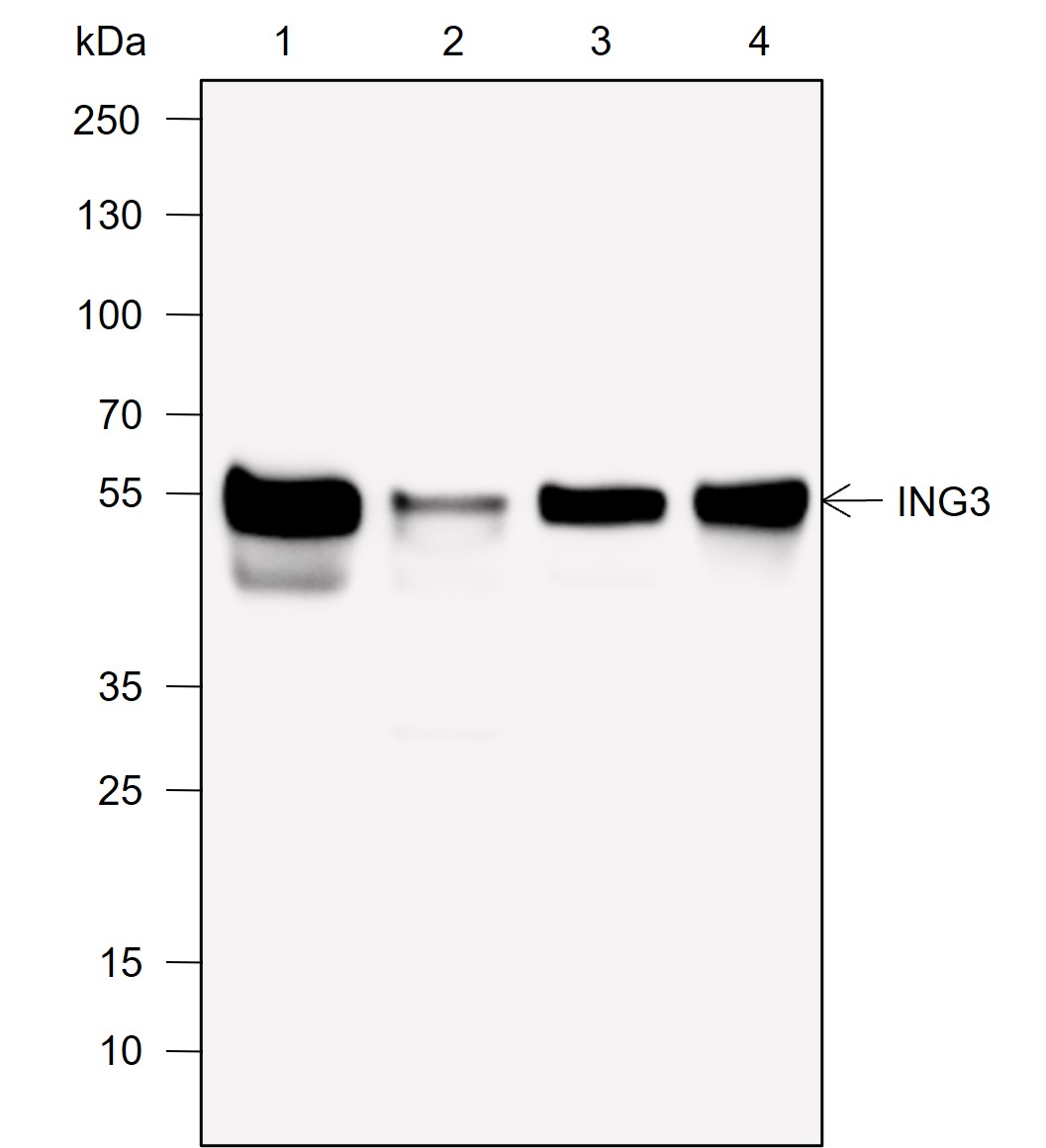 Anti-ING3 Rabbit mAb