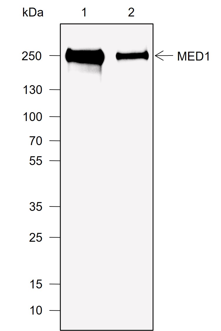 Anti-MED1 Rabbit mAb