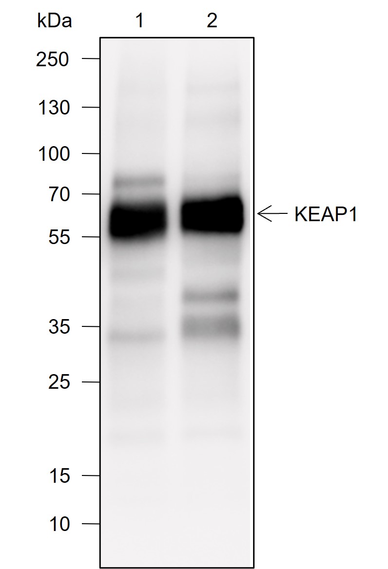 Anti-KEAP1 Rabbit mAb