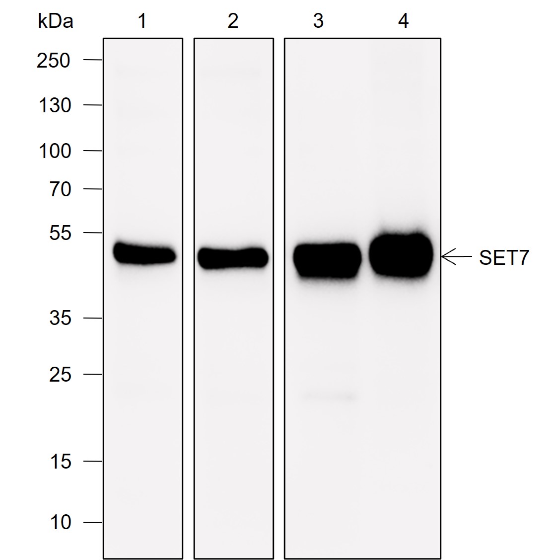 Anti-SETD7 Rabbit mAb