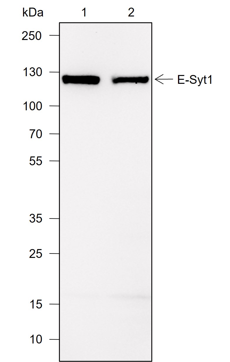 Anti-E-Syt1 Mouse mAb
