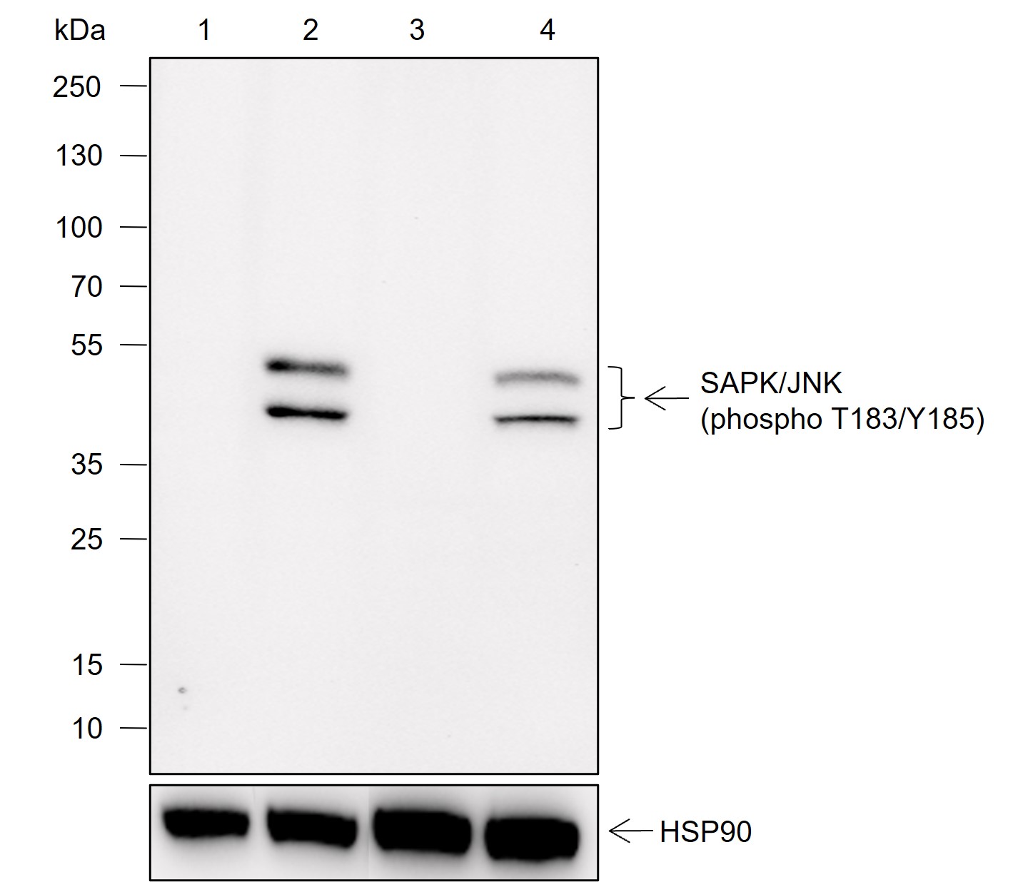Anti-Phospho-SAPK/JNK (Thr183/Tyr185) Mouse mAb