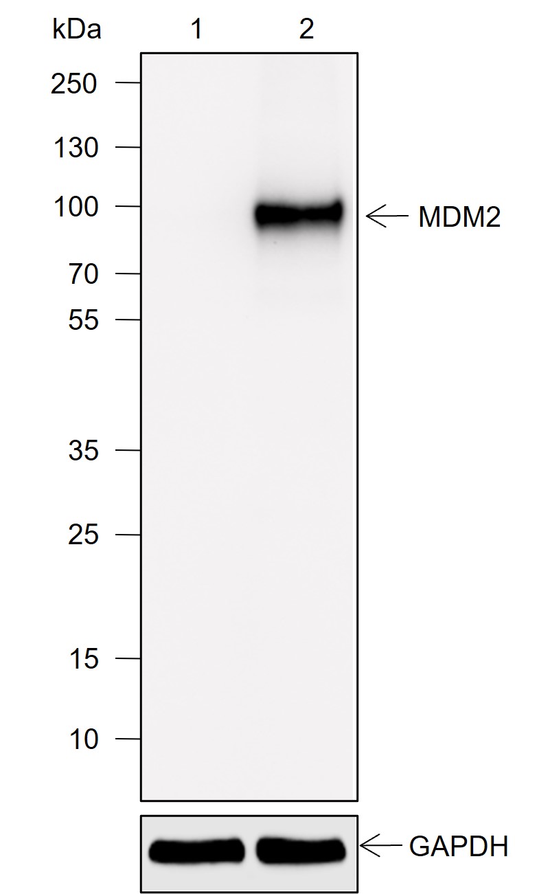 Anti-MDM2 Mouse mAb
