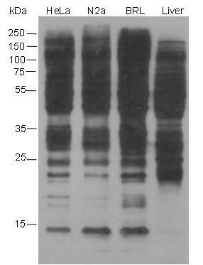 Anti-Butyryllysine Mouse mAb