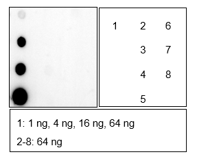 Anti-Acetyl-Histone H3 (Lys14) Rabbit mAb