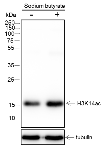 Anti-Acetyl-Histone H3 (Lys14) Rabbit mAb