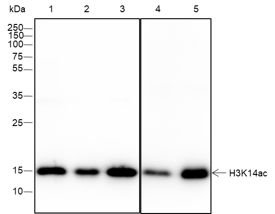 Anti-Acetyl-Histone H3 (Lys14) Rabbit mAb
