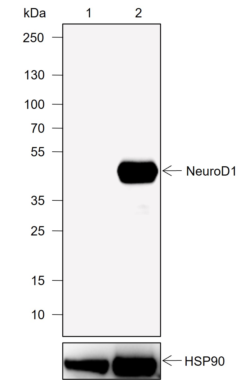 Anti-NeuroD1 Rabbit mAb