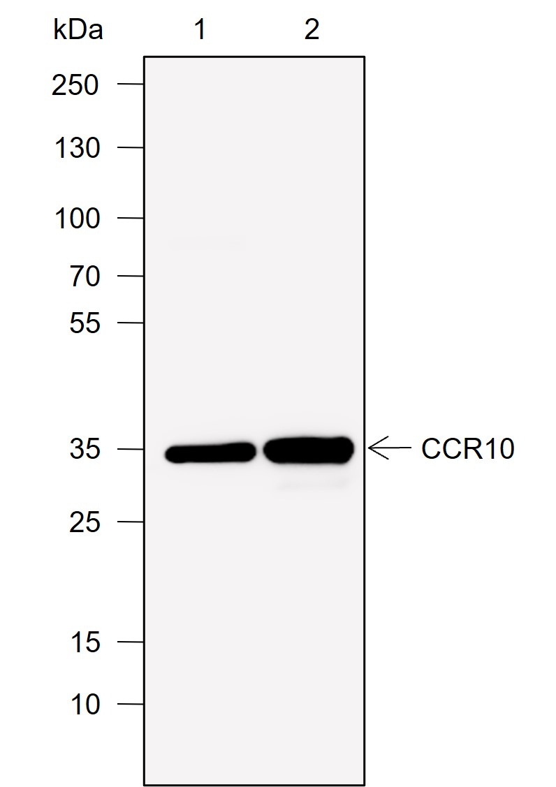 Anti-CCR10 Mouse mAb