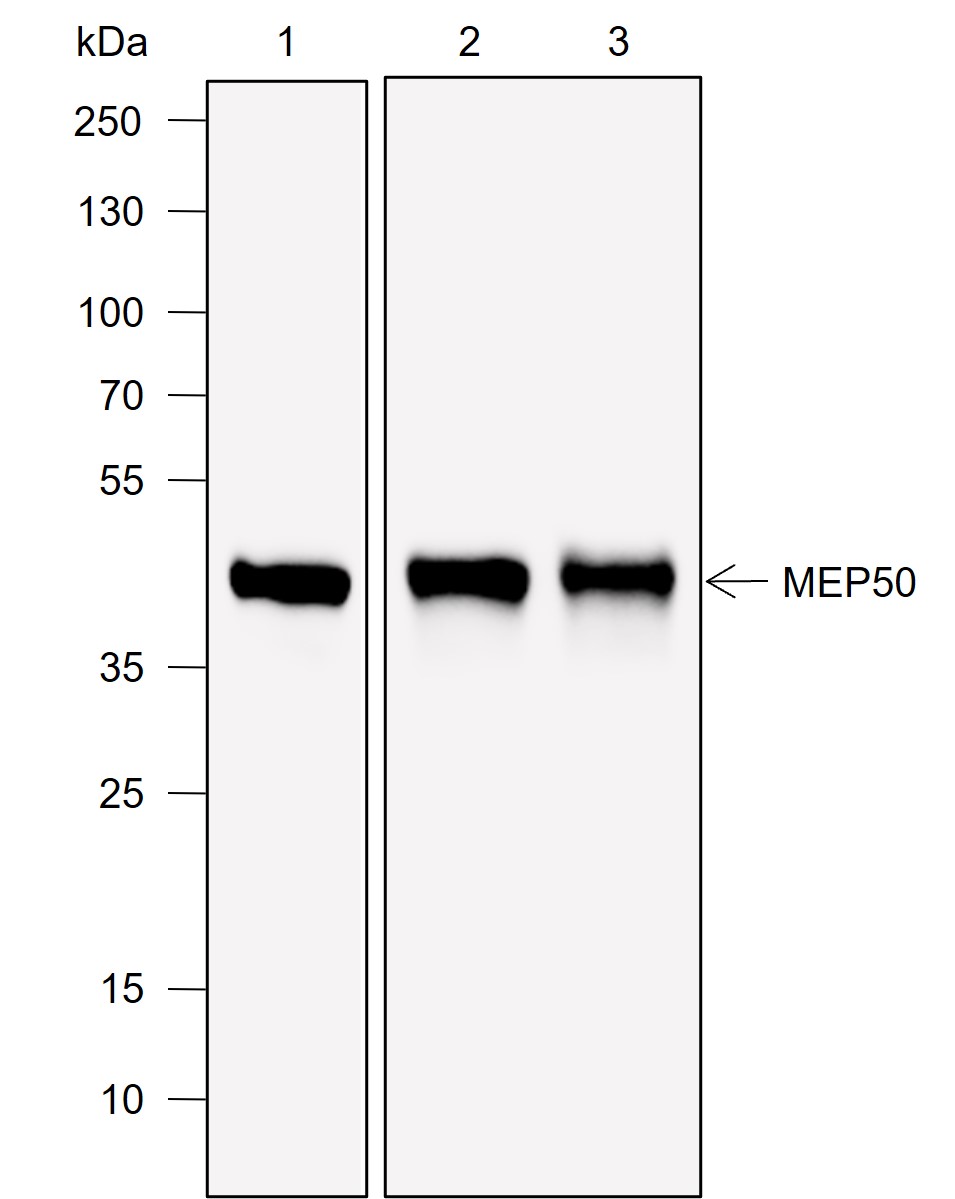 Anti-MEP50 Mouse mAb
