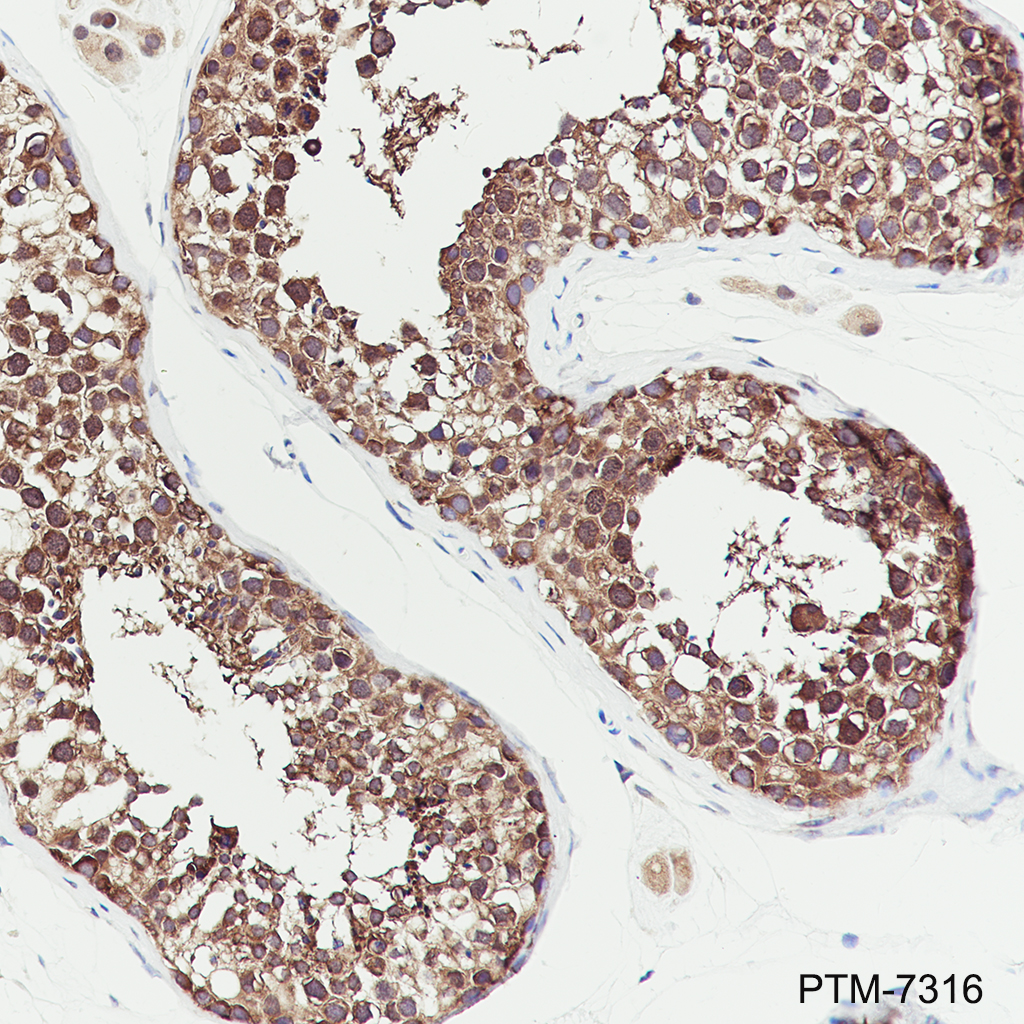 Anti-MEP50 Mouse mAb
