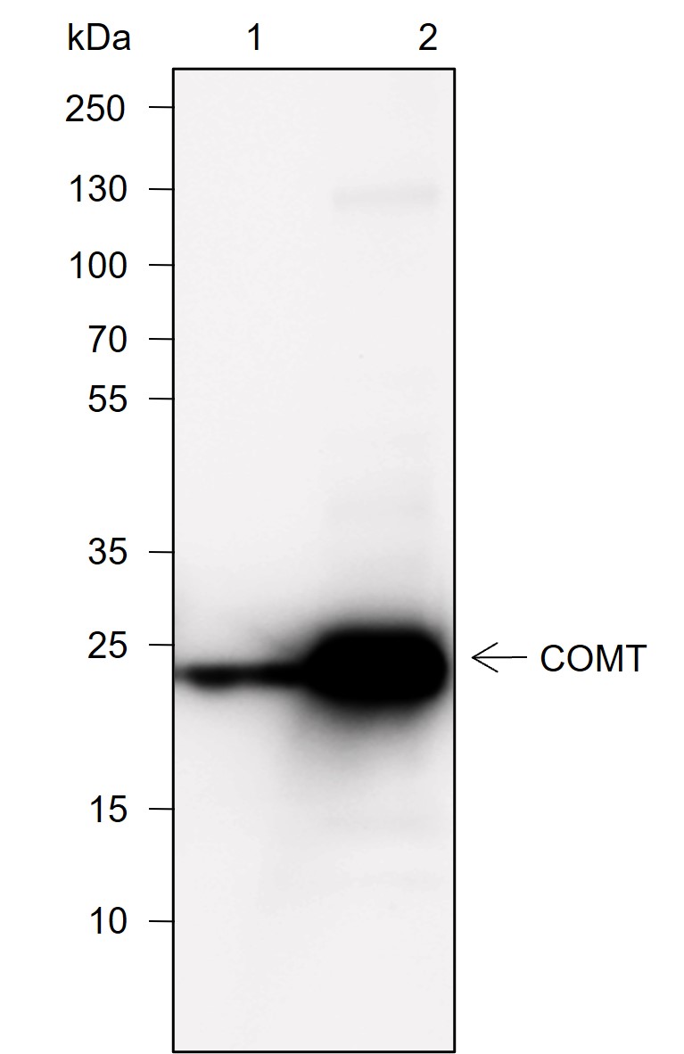 Anti-COMT Rabbit mAb