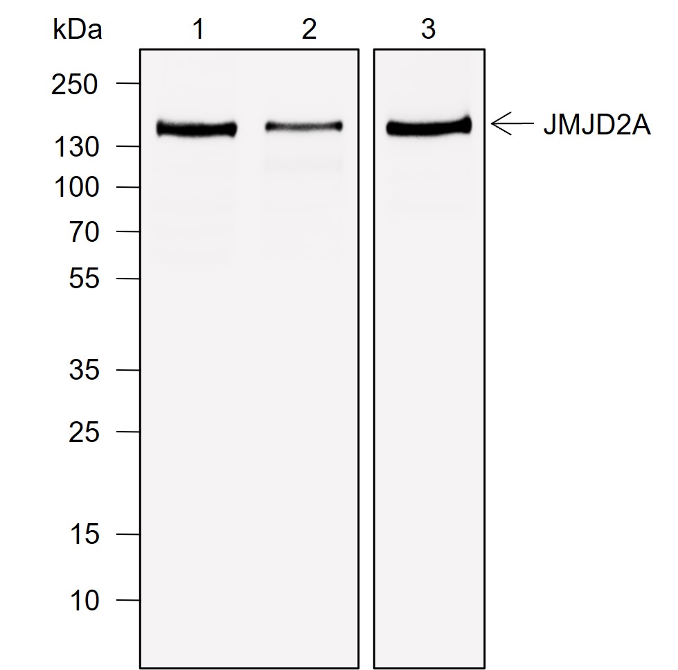 Anti-JMJD2A Rabbit mAb